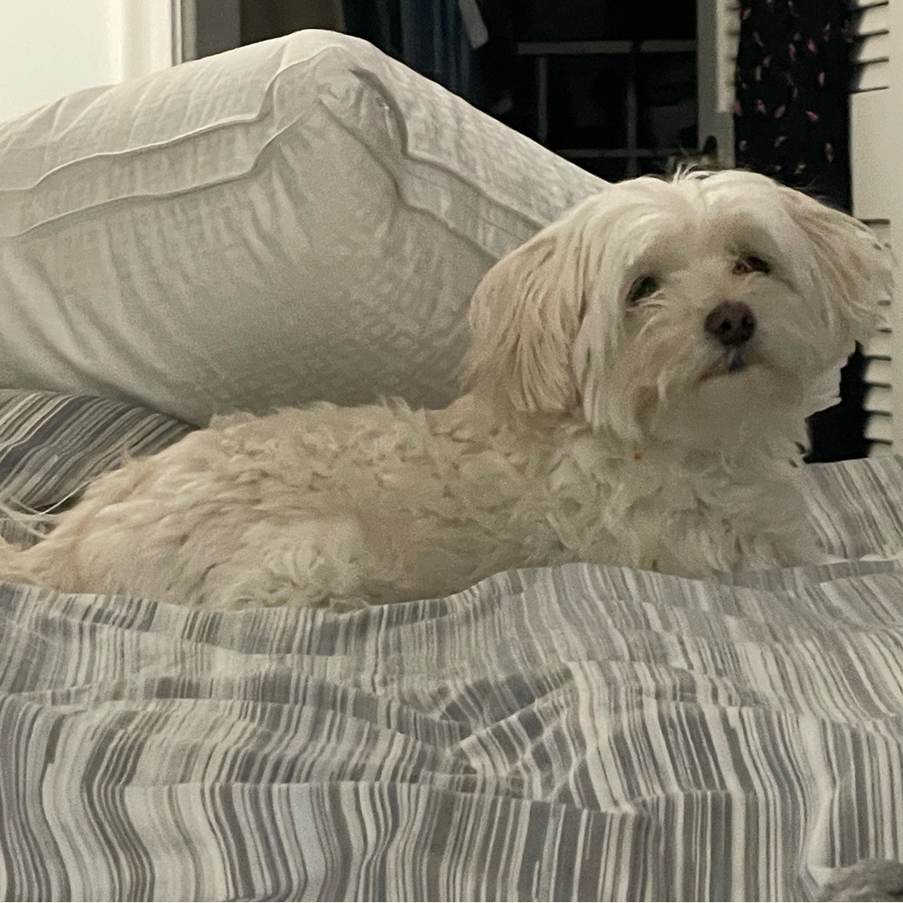 Rosie - NOT for sale!
